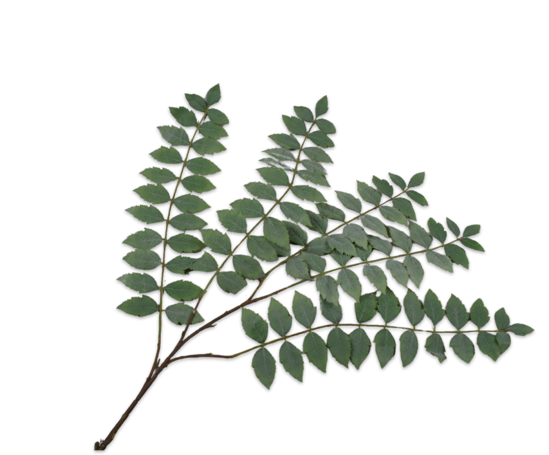Silk-ka Leaf Spray Green/Grey 138 Cm