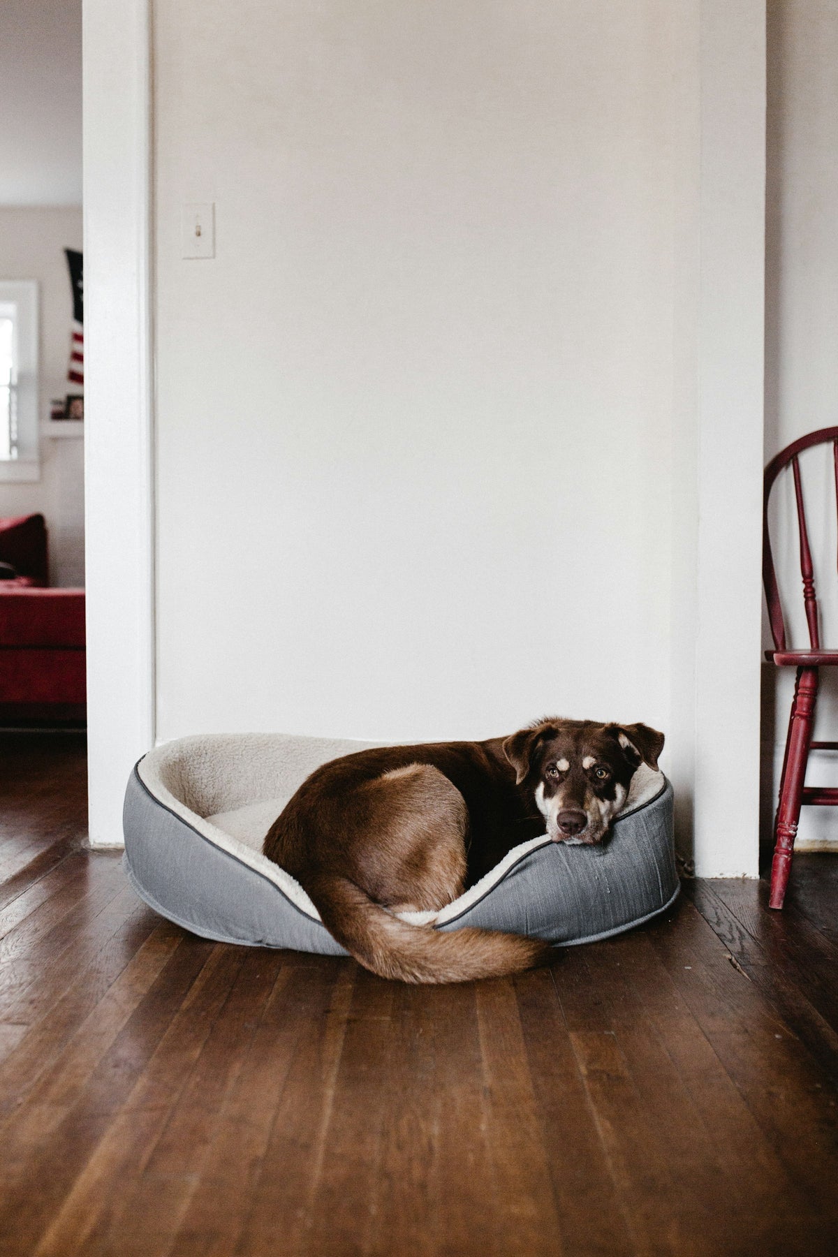For Pets