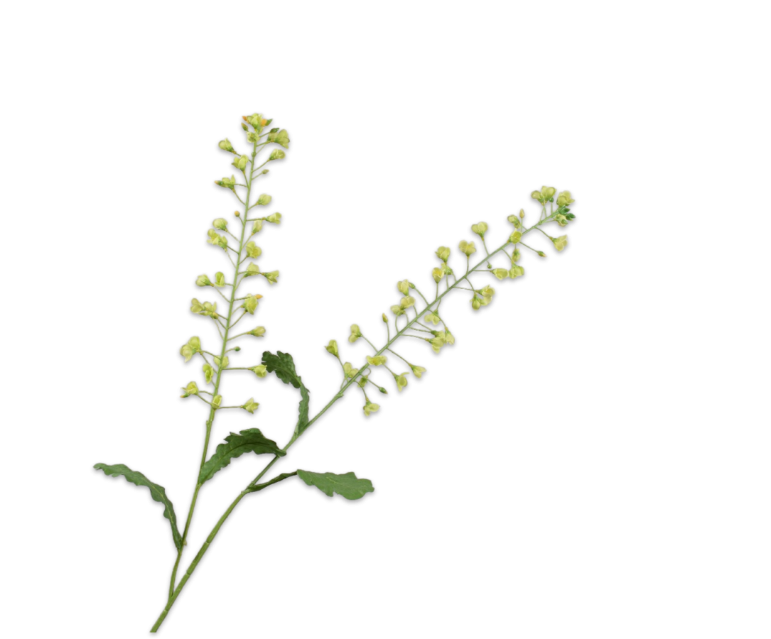 Silk-ka Primula Spray Green 85 Cm