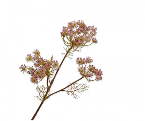 Silk-ka Artificial Queen An Lace