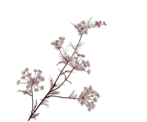 Silk-ka Artificial Queen An Lace