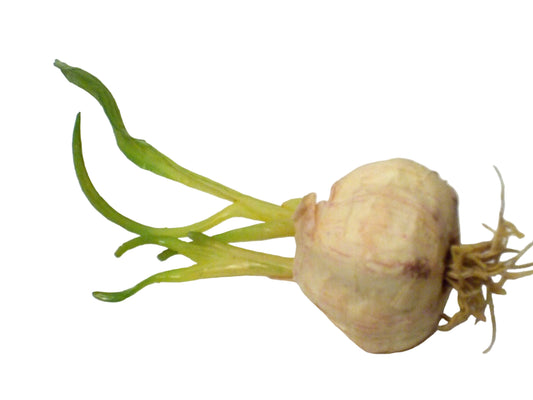 Garlic Green