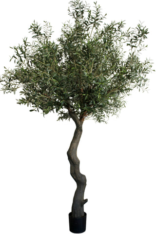 Giant Olive Tree H2.80m W1.80m Green
