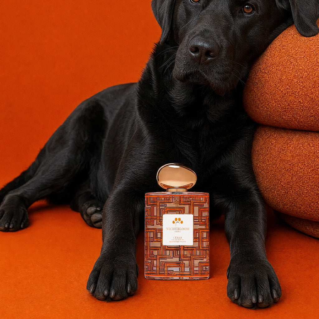 Nichebloom Pet Perfume Signature Gift Set 120ml - Cesar