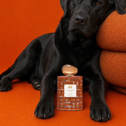Nichebloom Pet Perfume Signature Gift Set 120ml - Cesar