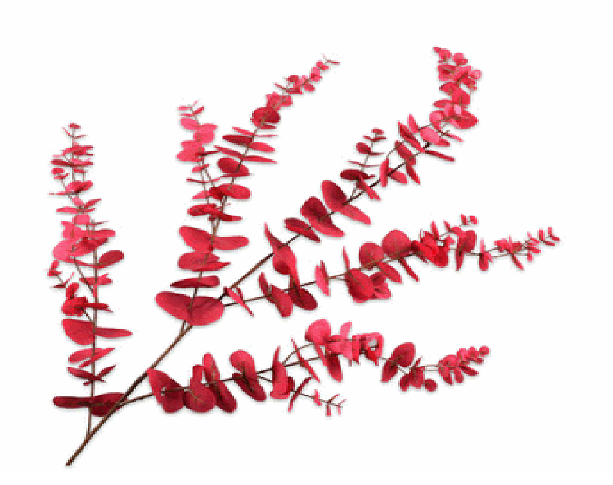 Silk-ka Eucalyptus Spray Beauty 143 Cm